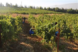 /Gallery/Events/ChateauKefraya/pic 2.jpg